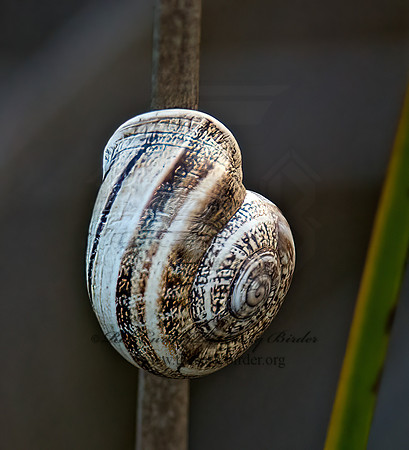 Otala lactea  MILK SNAIL 9057277z