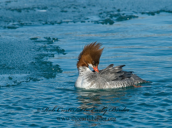 Mergus merganser  COMMON MERGANSER 6030375