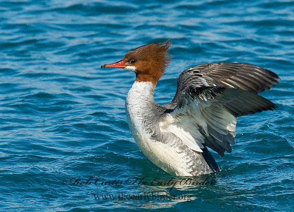 Mergus merganser  COMMON MERGANSER 6030356