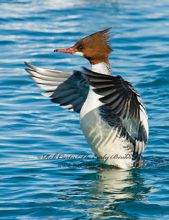 Mergus merganser  COMMON MERGANSER 6030404