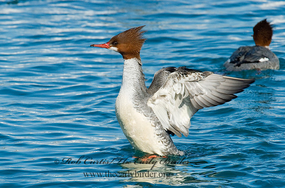 Mergus merganser  COMMON MERGANSER 6030405
