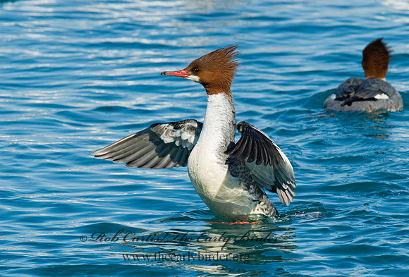 Mergus merganser  COMMON MERGANSER 6030403