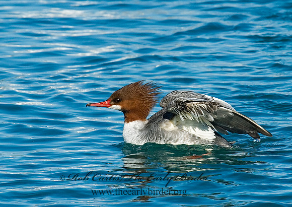 Mergus merganser  COMMON MERGANSER 6030407