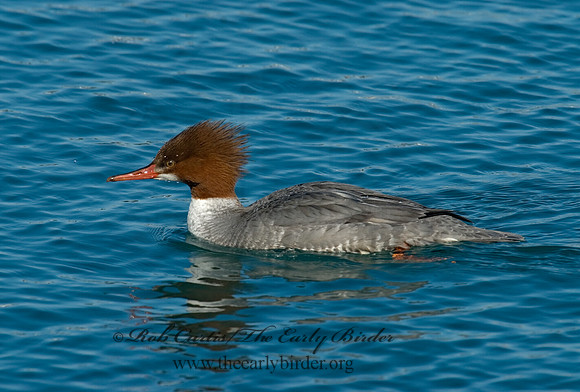 Mergus merganser  COMMON MERGANSER 6030419