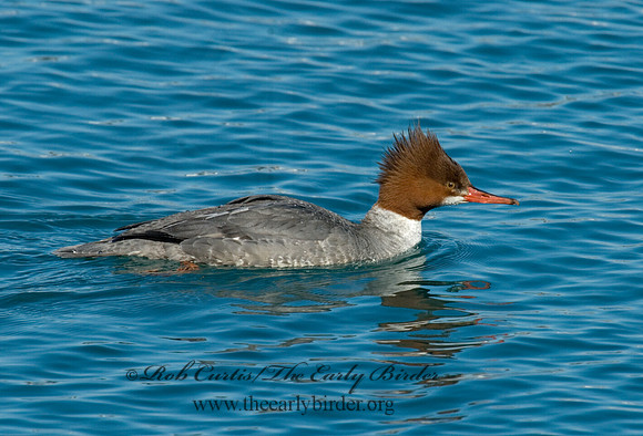 Mergus merganser  COMMON MERGANSER 6030423