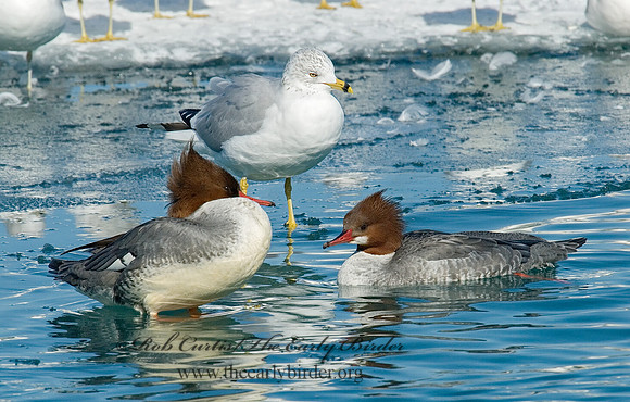 Mergus merganser  COMMON MERGANSER 6030449