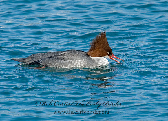 Mergus merganser  COMMON MERGANSER 6030444