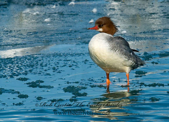 Mergus merganser  COMMON MERGANSER 6030452