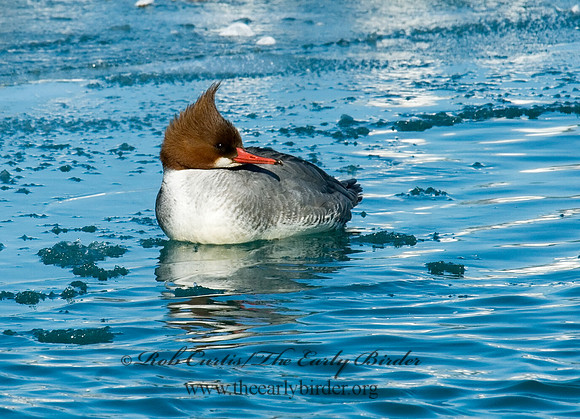 Mergus merganser  COMMON MERGANSER 6030453
