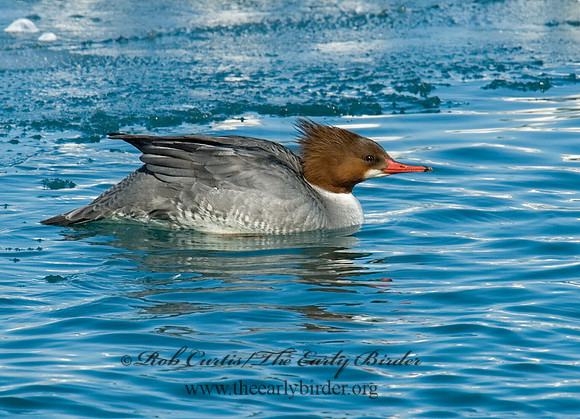 Mergus merganser  COMMON MERGANSER 6030456