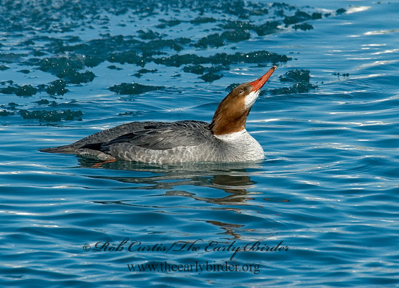 Mergus merganser  COMMON MERGANSER 6030457