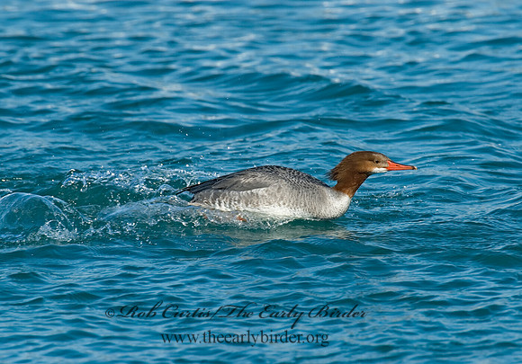 Mergus merganser  COMMON MERGANSER 6030477