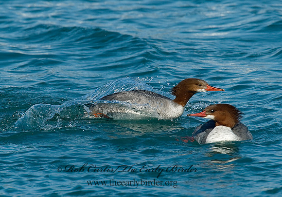 Mergus merganser  COMMON MERGANSER 6030478