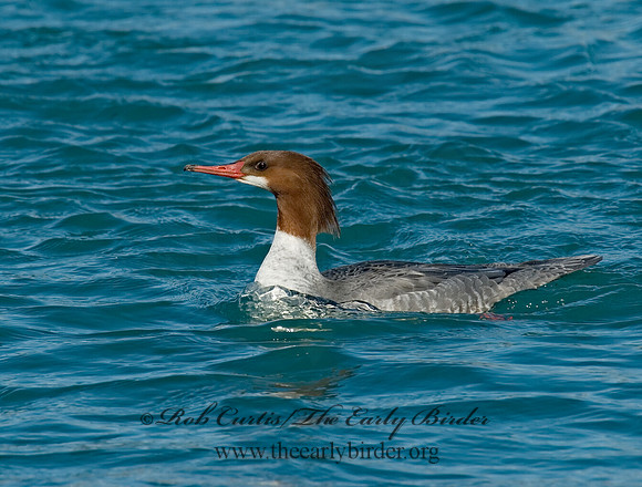 Mergus merganser  COMMON MERGANSER 6030485