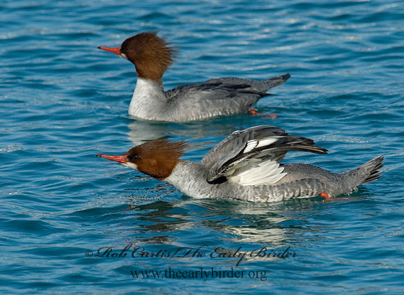 Mergus merganser  COMMON MERGANSER 6030483