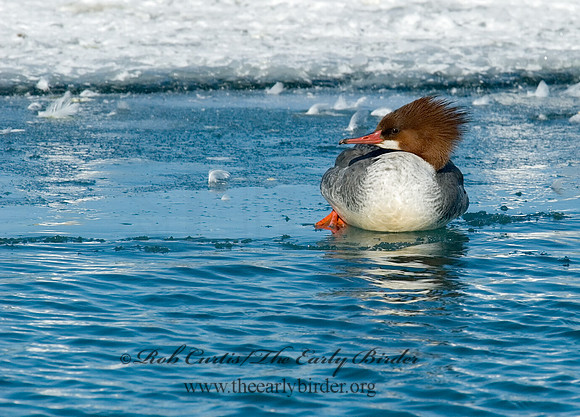 Mergus merganser  COMMON MERGANSER 6030526