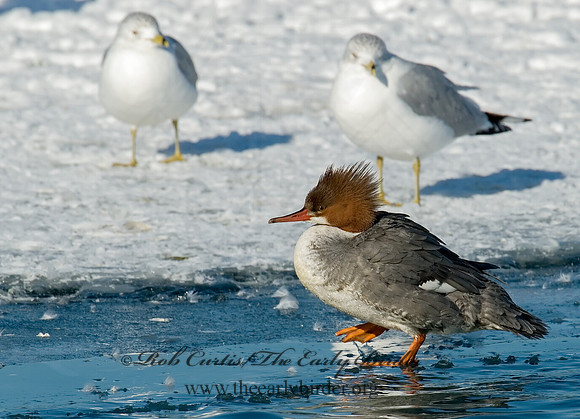Mergus merganser  COMMON MERGANSER 6030587