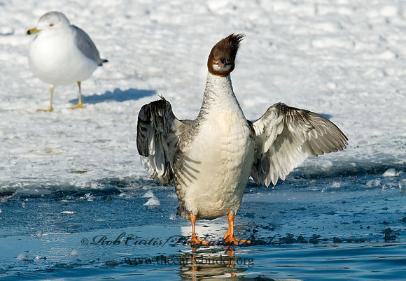 Mergus merganser  COMMON MERGANSER 6030589