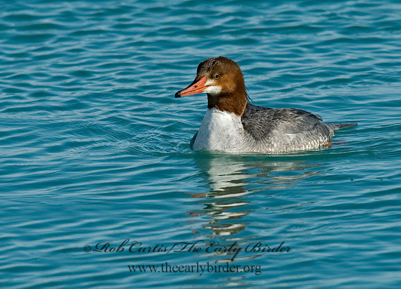 Mergus merganser  COMMON MERGANSER 7000023