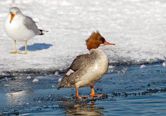 Mergus merganser  COMMON MERGANSER 6030595