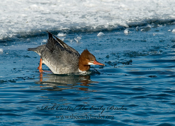 Mergus merganser  COMMON MERGANSER 6030602