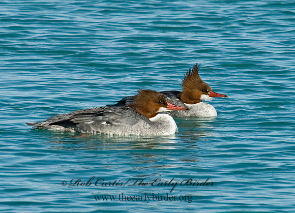 Mergus merganser  COMMON MERGANSER 7000040