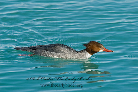 Mergus merganser  COMMON MERGANSER 7000058