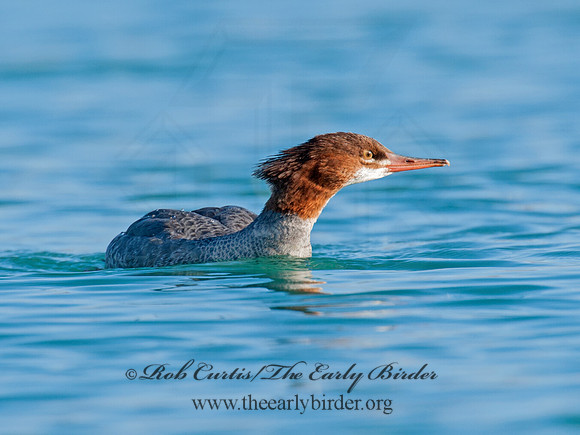 Mergus merganser  COMMON MERGANSER 8032060