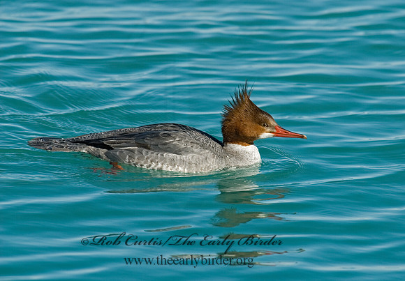 Mergus merganser  COMMON MERGANSER 7000059