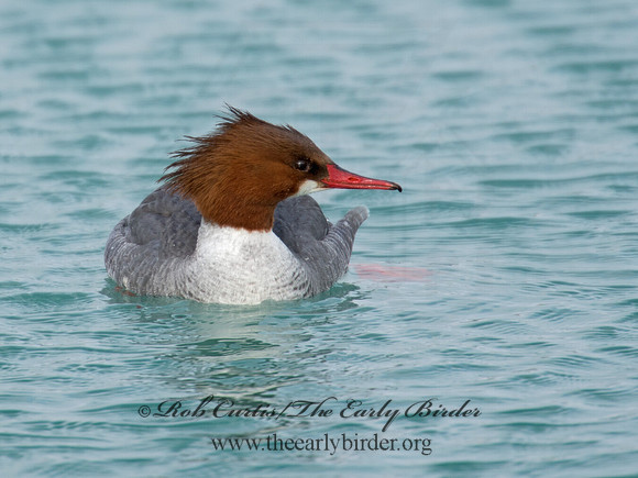 Mergus merganser  COMMON MERGANSER 9007580