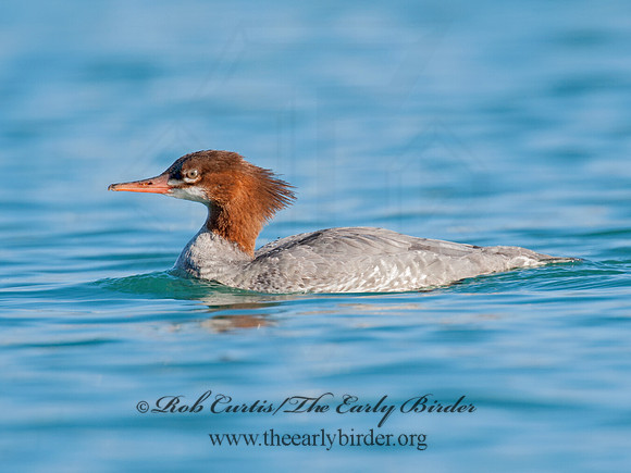 Mergus merganser  COMMON MERGANSER 8032063