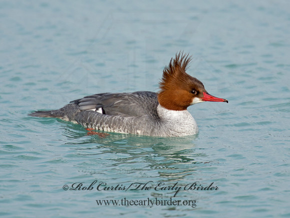 Mergus merganser  COMMON MERGANSER 9007576