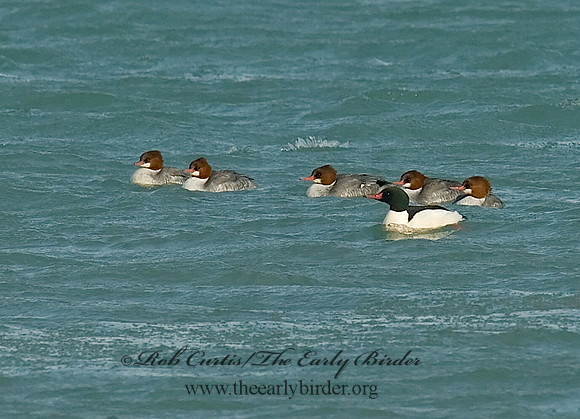 Mergus merganser  COMMON MERGANSER 6029692