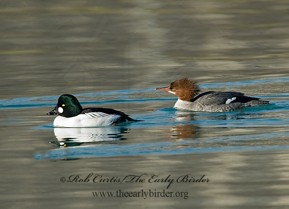 Mergus merganser  COMMON MERGANSER 6019165