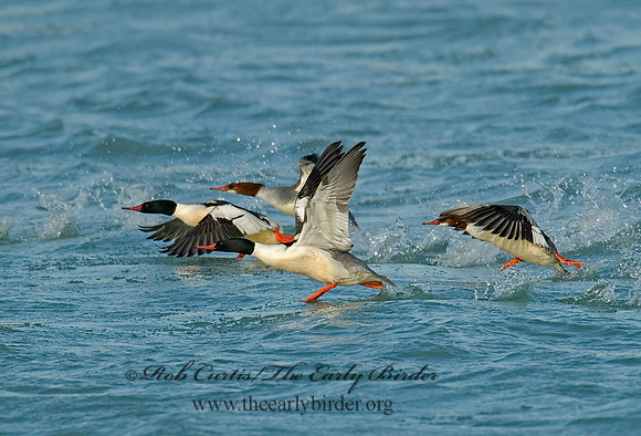 Mergus merganser  COMMON MERGANSER 6029698