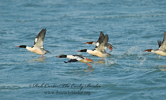 Mergus merganser  COMMON MERGANSER 6029700