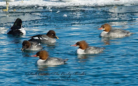 Mergus merganser  COMMON MERGANSER 6030235