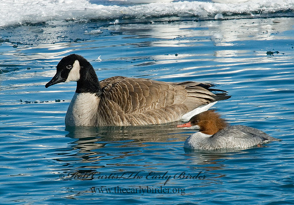 Mergus merganser  COMMON MERGANSER 6030238