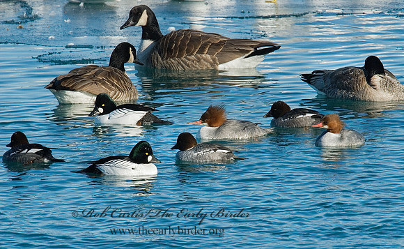 Mergus merganser  COMMON MERGANSER 6030230