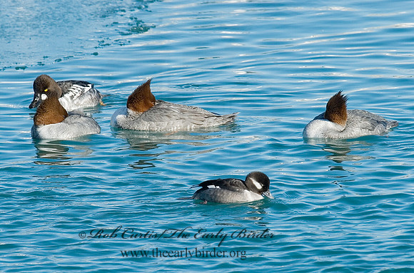 Mergus merganser  COMMON MERGANSER 6030255