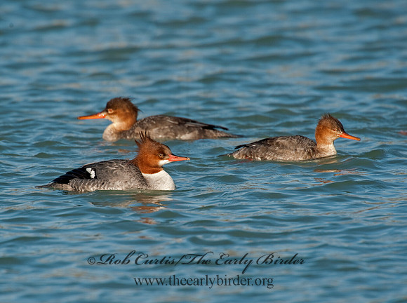 Mergus merganser  COMMON MERGANSER 8027633