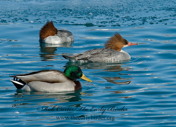 Mergus merganser  COMMON MERGANSER 6030265