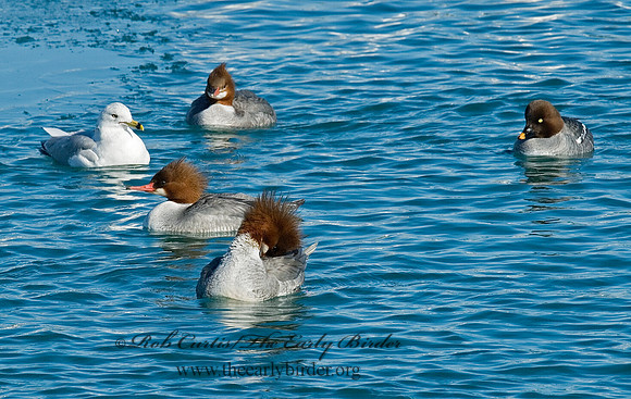 Mergus merganser  COMMON MERGANSER 6030267