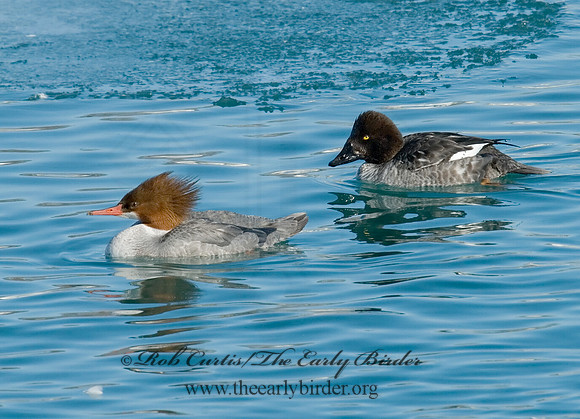 Mergus merganser  COMMON MERGANSER 6030277