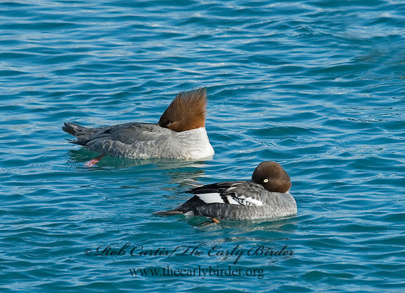 Mergus merganser  COMMON MERGANSER 6030274
