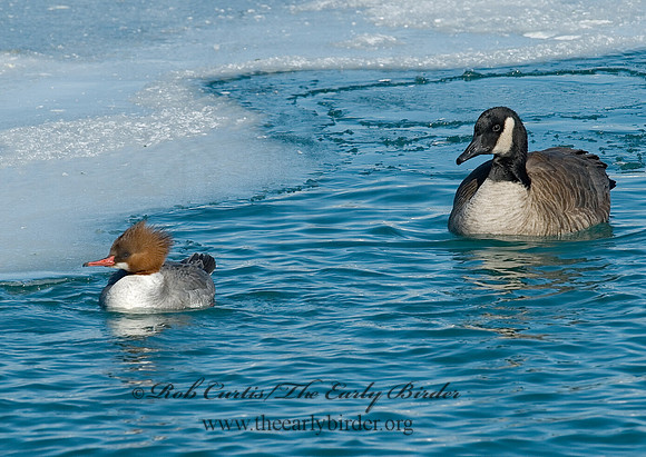 Mergus merganser  COMMON MERGANSER 6030281