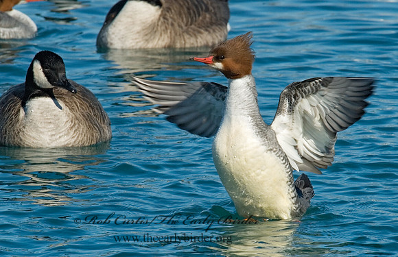 Mergus merganser  COMMON MERGANSER 6030336
