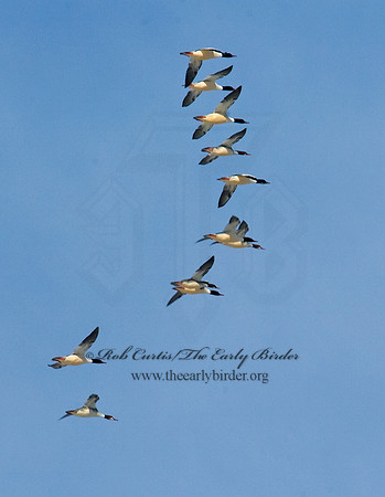 Mergus merganser  COMMON MERGANSER 5018810