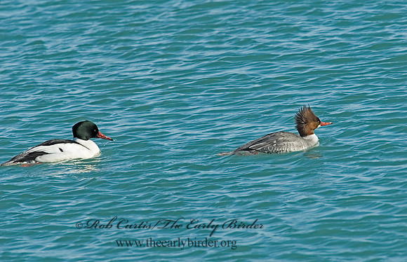 Mergus merganser  COMMON MERGANSER 7000102