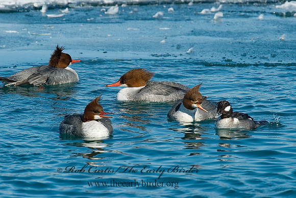 Mergus merganser  COMMON MERGANSER 6030345